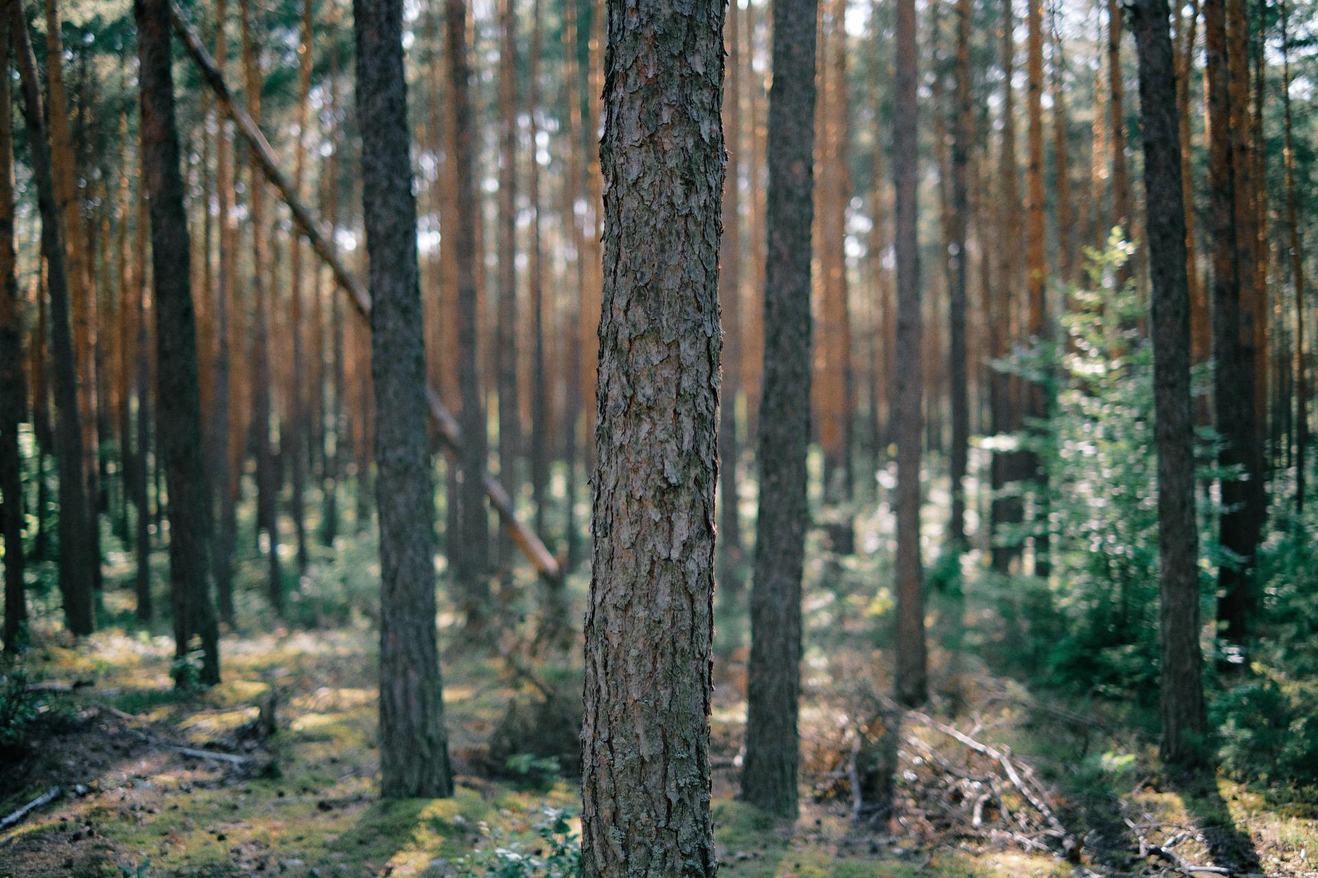 Forest Health & Fuel Reduction